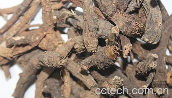 密前胡的功效与作用-0