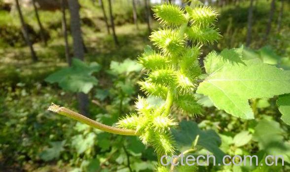 苍耳子的功效与作用及药用价值-0