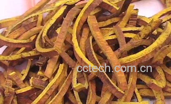 黄柏的功效与作用及禁忌-1