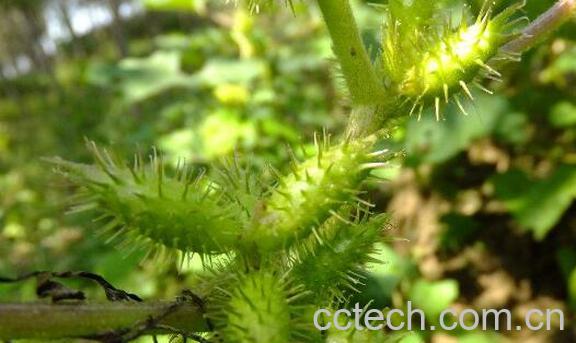 苍耳子的功效与作用及药用价值-1