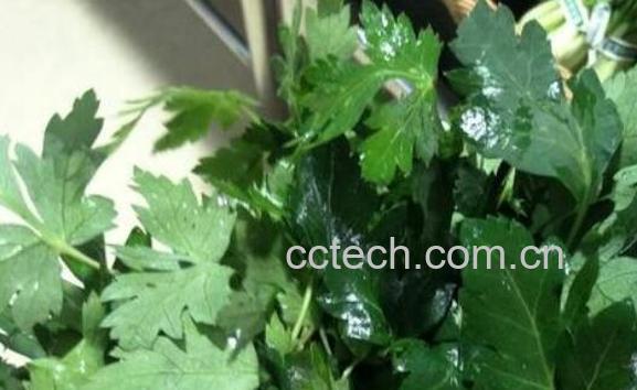 前胡桔梗的功效与作用-1