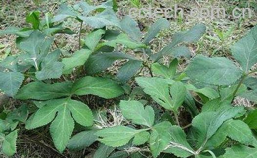 姨妈菜泡水喝的功效与作用-0