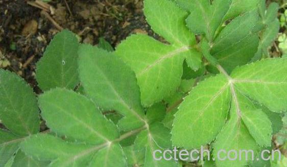 姨妈菜泡水喝的功效与作用-1