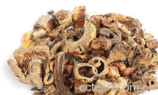 桑白皮的功效与作用 桑白皮的禁忌-0