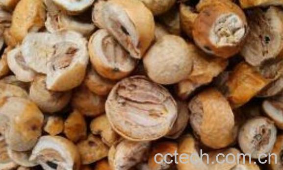 川楝子的功效与作用及禁忌-1