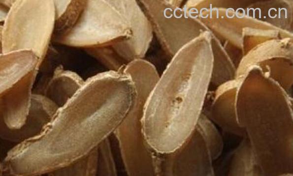 郁金的功效与作用 郁金的禁忌-1