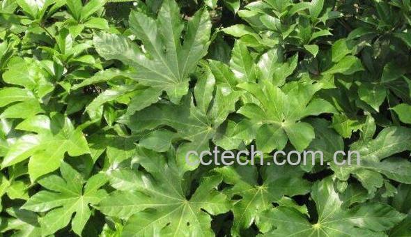 八角金盘的功效与作用 八角金盘的禁忌-0