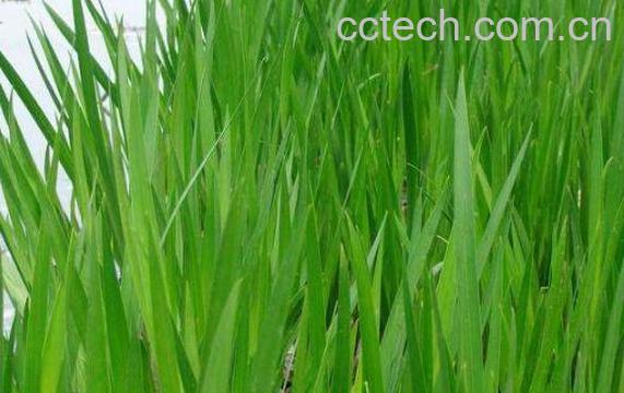 菖蒲叶的功效与作用-0