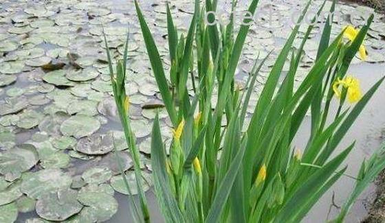 菖蒲叶的功效与作用-1