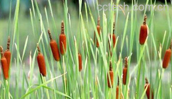 香蒲草的功效与作用 香蒲草的药用价值-0