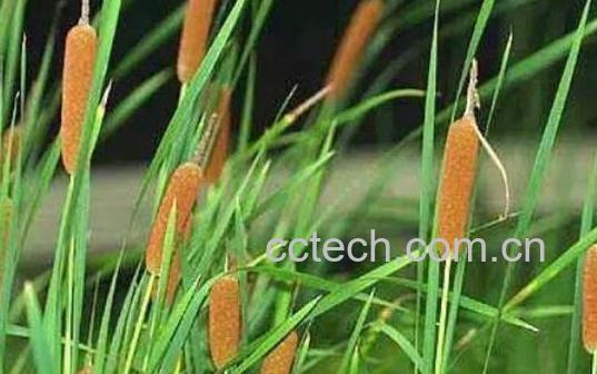 香蒲草的功效与作用 香蒲草的药用价值-1