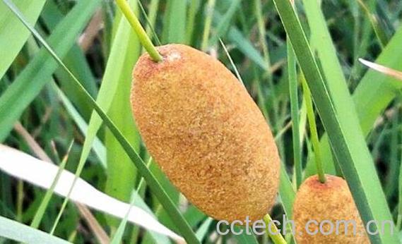 毛蜡烛根的功效与作用-1