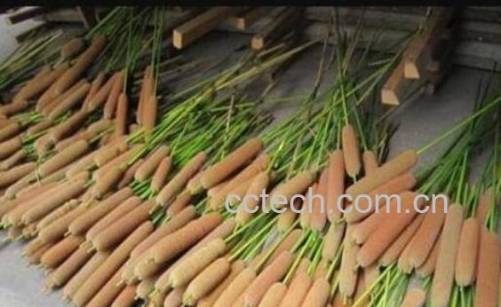 毛蜡烛根的功效与作用-0