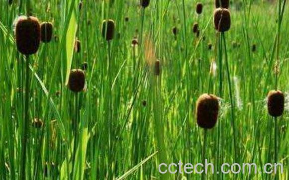 毛蜡草的功效与药用价值-0