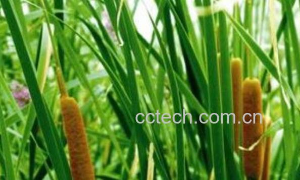 毛蜡草的功效与药用价值-1