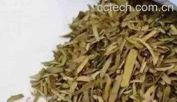 油柑叶泡水喝的功效与作用-0