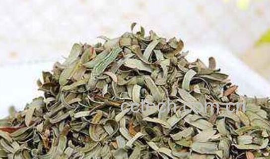 油柑叶泡水喝的功效与作用-1