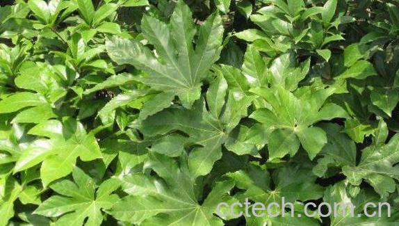 八角金盘的功效与作用及药用价值-0