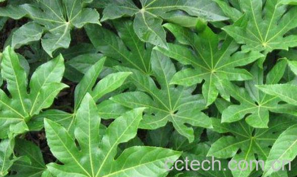 八角金盘的功效与作用及药用价值-1