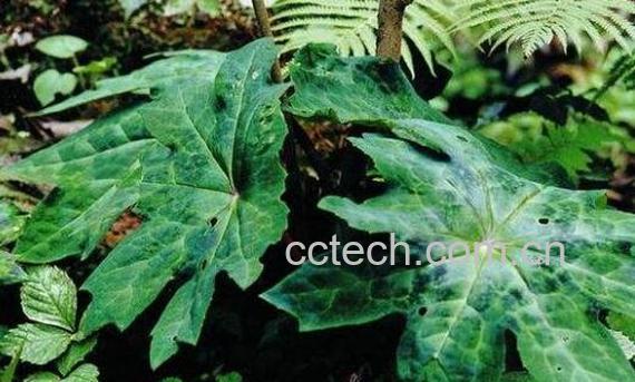 八角莲根的功效与作用-0