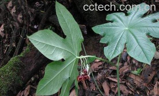 八角莲的功效与作用及药用价值-1