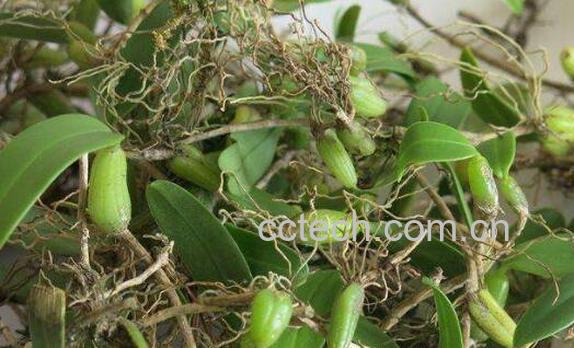 果上叶的功效与作用及药用价值-0