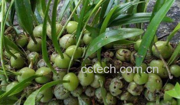 果上叶的功效与作用及药用价值-1