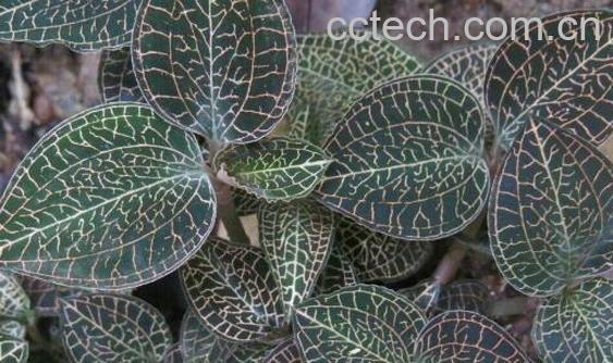 金线莲的功效与作用 金线莲的禁忌-0