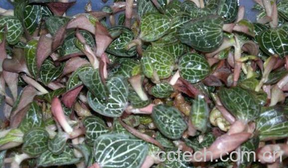 金线莲的功效与作用 金线莲的禁忌-1