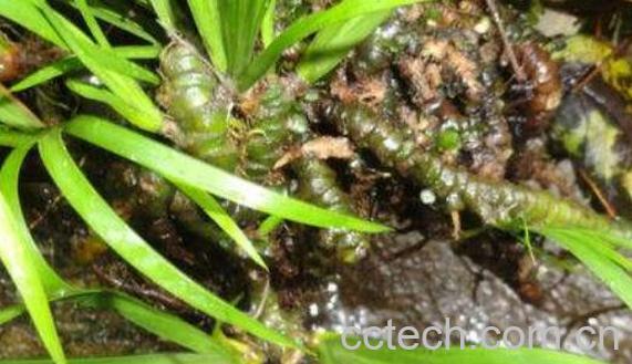 九节菖蒲的功效与作用 九节菖蒲的药用价值-1