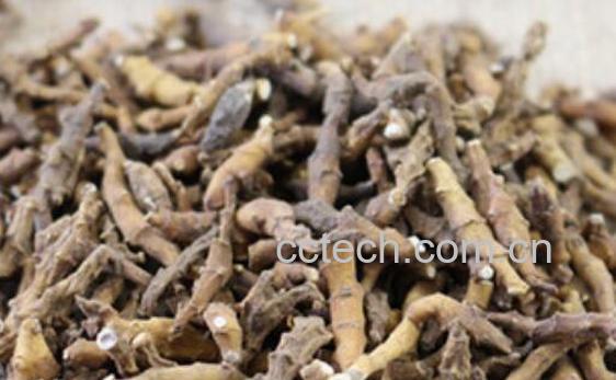 九节菖蒲和石菖蒲的区别-0