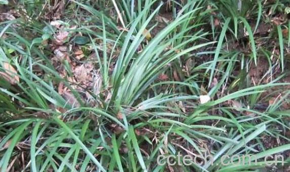 九节菖蒲和石菖蒲的区别-1