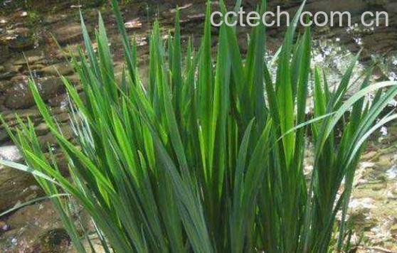 水菖蒲的功效与作用-0