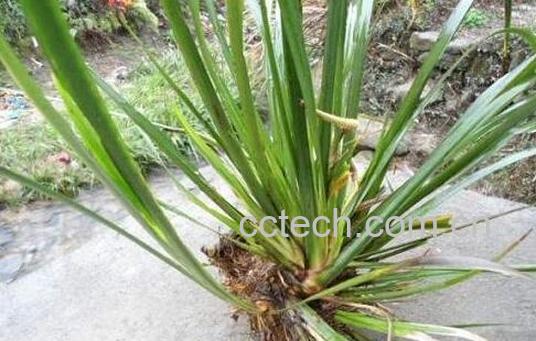 水菖蒲的功效与作用-1