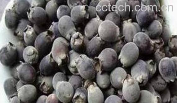 乌饭子泡酒有什么功效-0