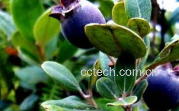 乌饭子的功效与作用及药用价值-0