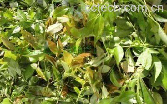 乌饭草的功效与作用 乌饭草的副作用与禁忌-1