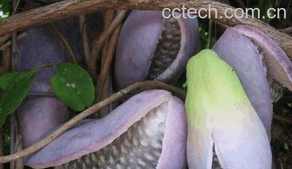 野香蕉的功效与作用 野香蕉的药用价值与副作用-0