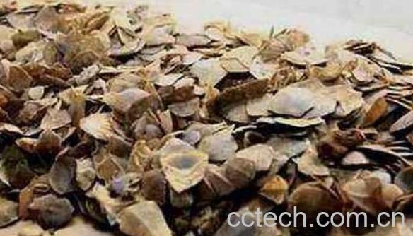 甲珠粉怎么冲服 甲珠粉对女人有好处吗-1