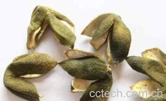 青皮和陈皮的区别-0