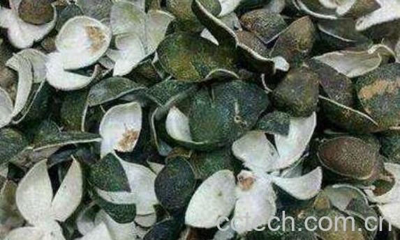 青皮和陈皮的区别-1