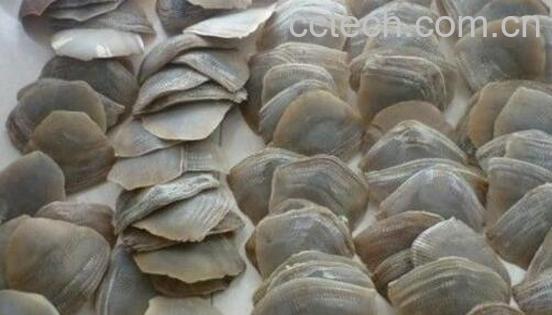 甲珠粉的功效与作用 甲珠粉的禁忌-0