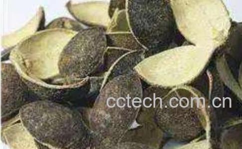 青皮如何食用 青皮怎么吃-0