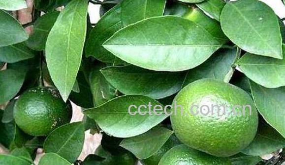 积食功效与作用-1