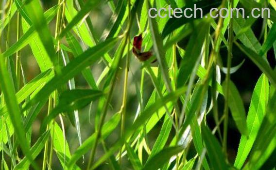 垂柳树叶的功效与作用-1