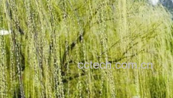 柳树枝的功效与作用-1