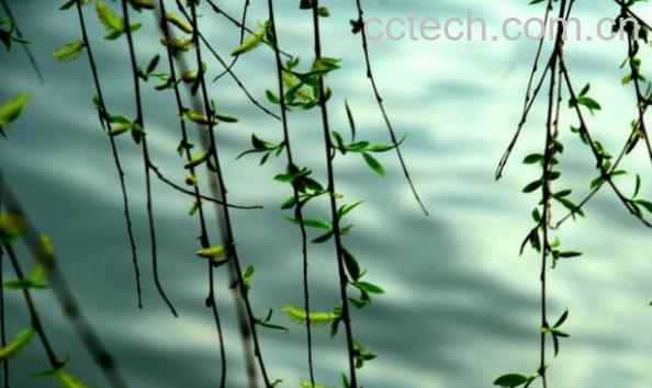 柳树枝的功效与作用-0