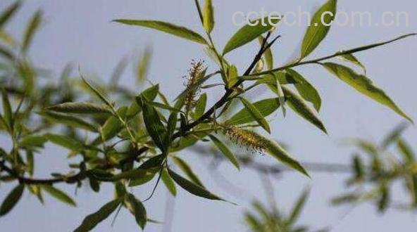 鲜柳树叶的功效与作用-0