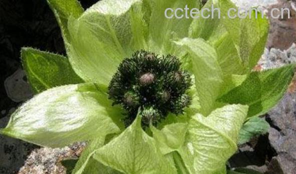 藏雪莲的功效与作用 藏雪莲的食用方法-1