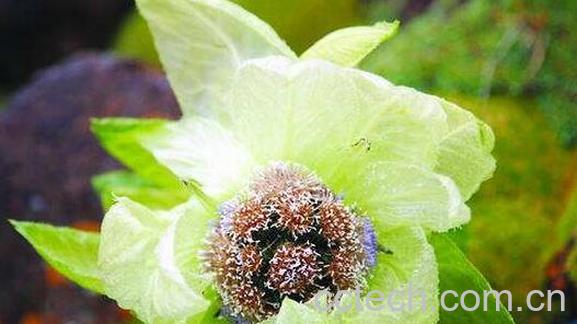 藏雪莲的功效与作用 藏雪莲的食用方法-0